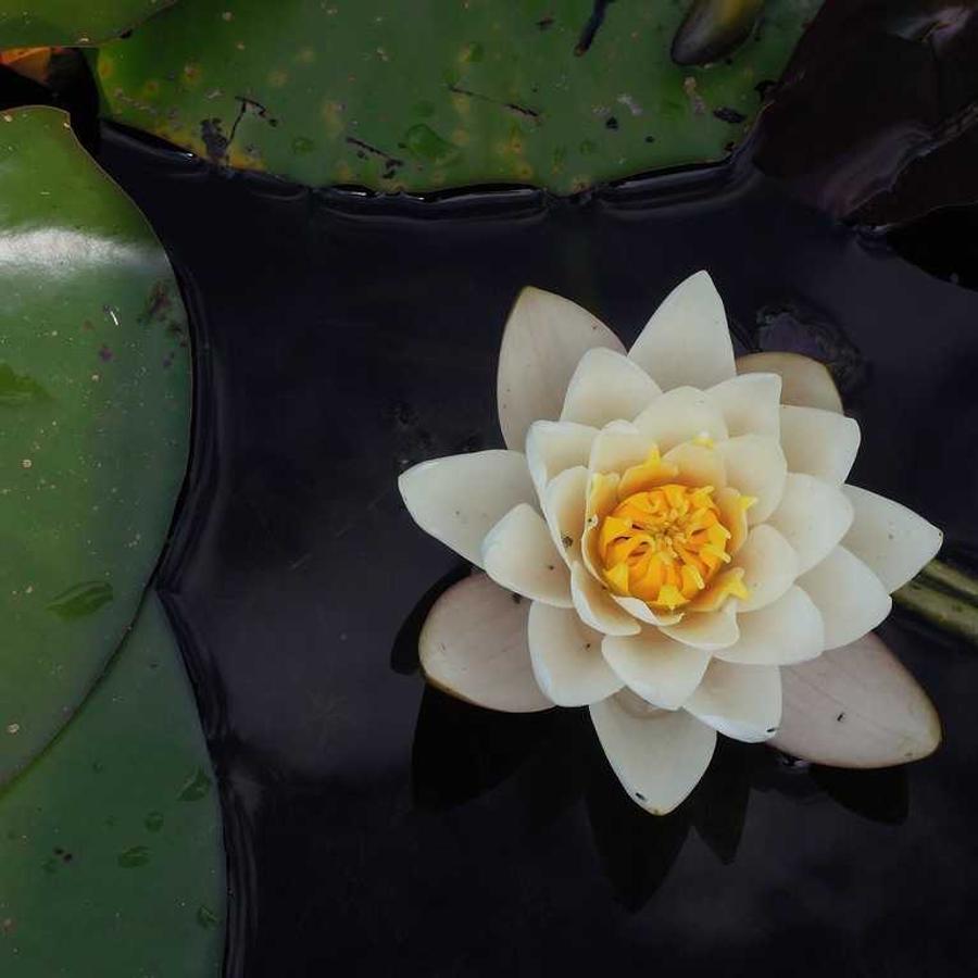 Potes Hermeticos Selecao