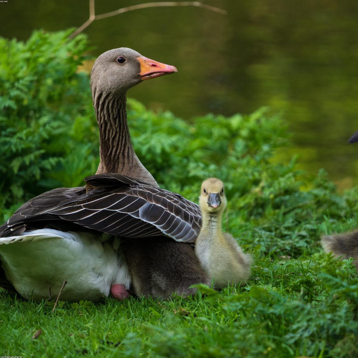 Babador Silicone Essenciais