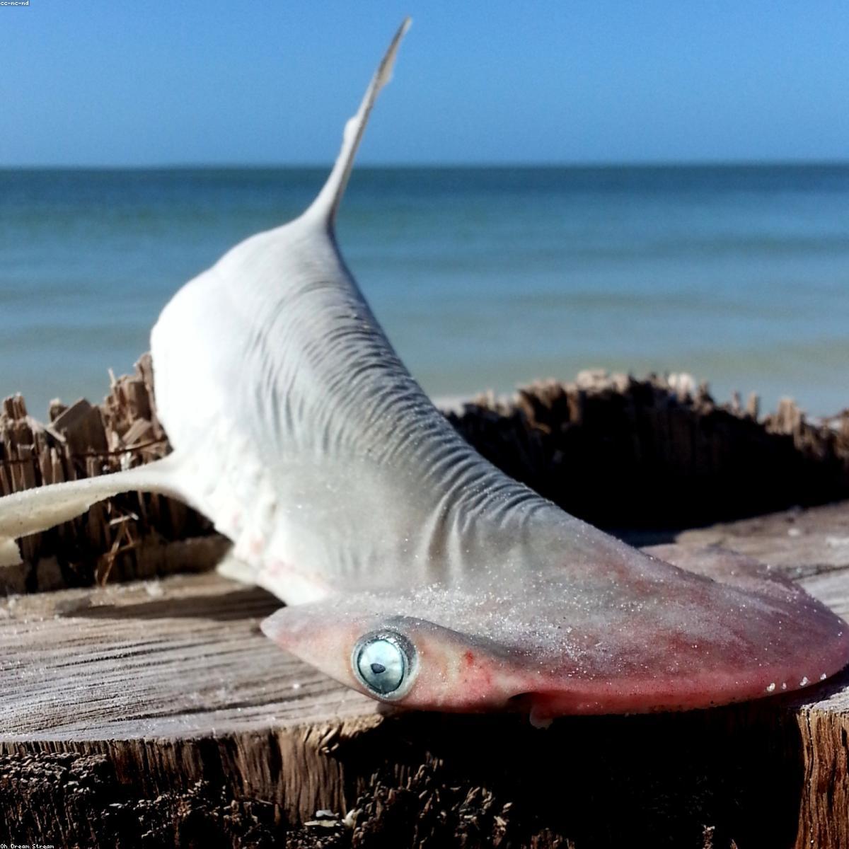 Termometro Digital Essenciais