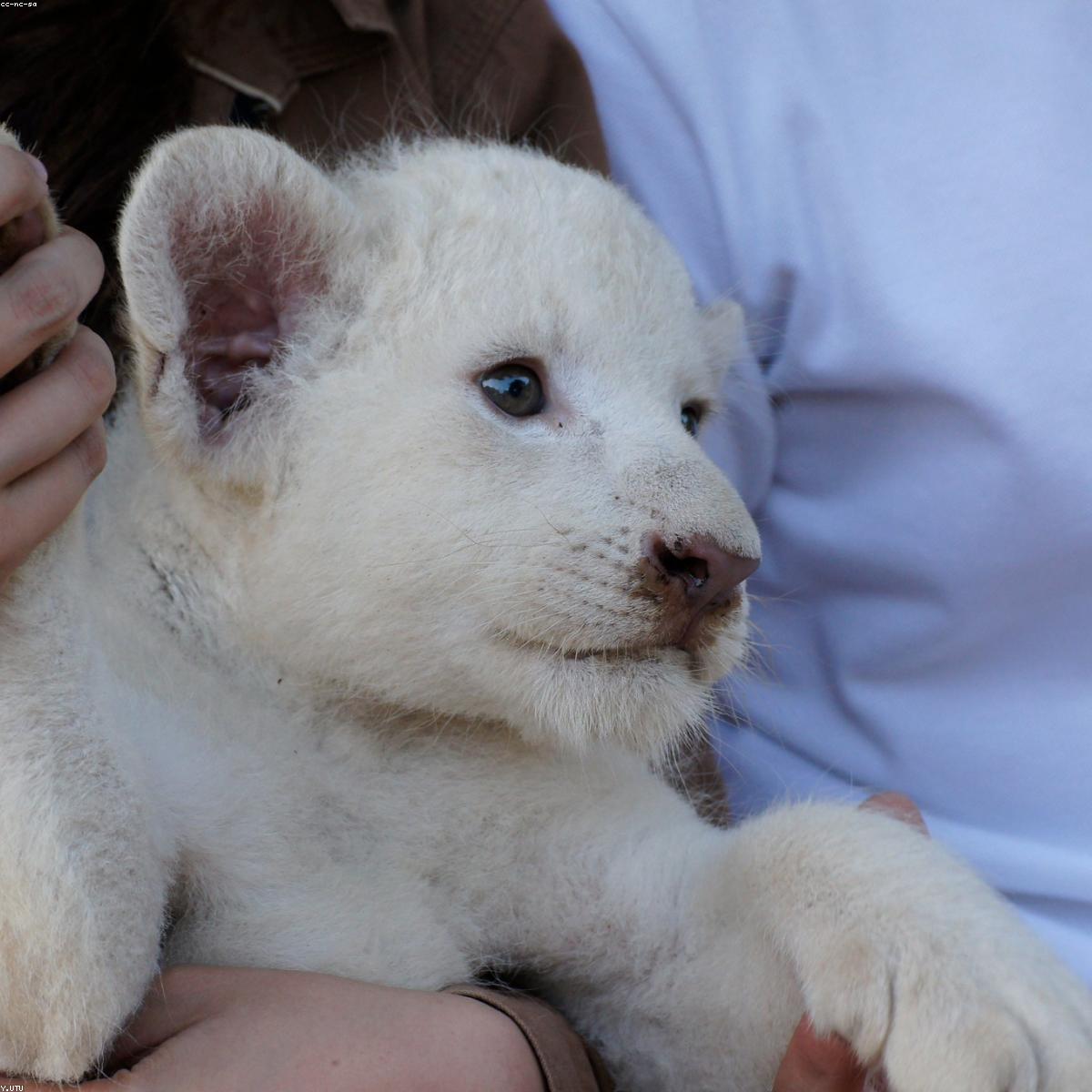 Body Bebe Essenciais