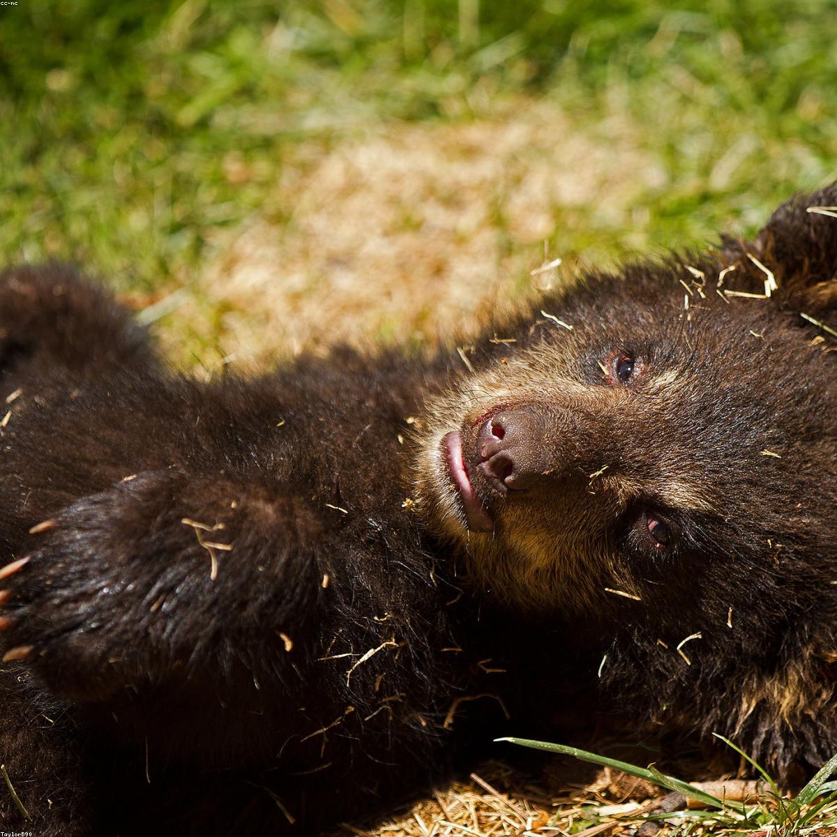 Kit Higiene Bebe Essenciais