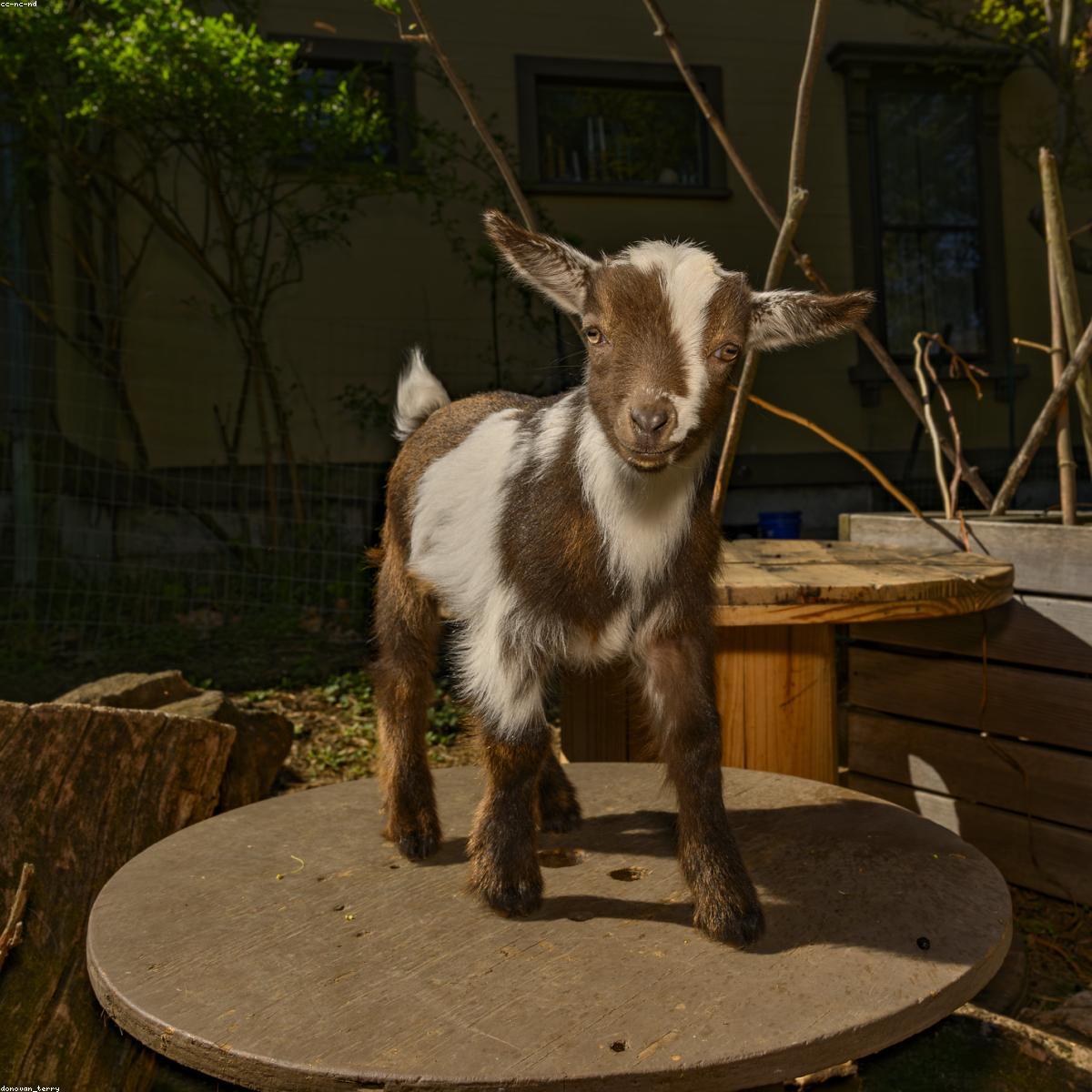 Carrinho de Bebe Selecao