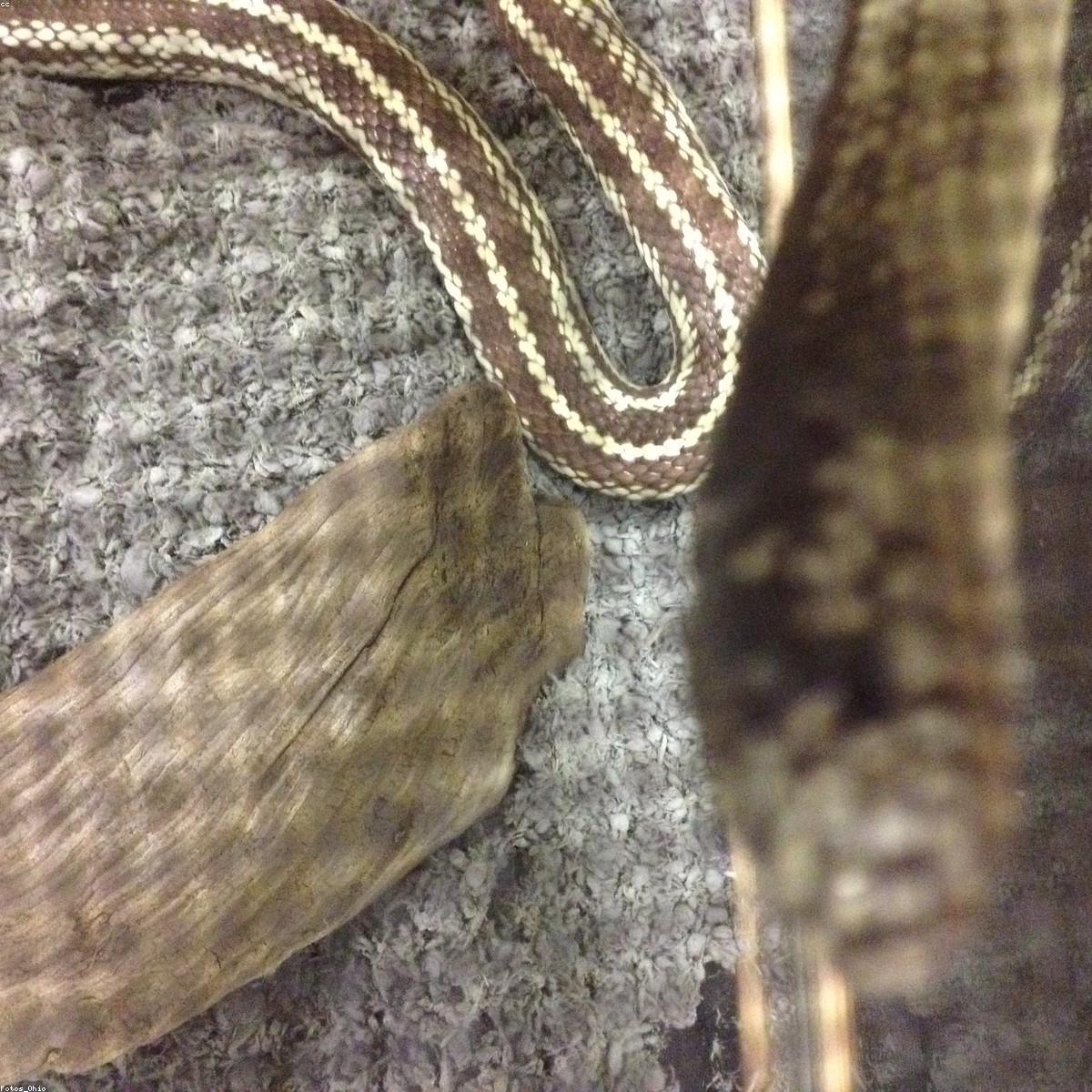 Fraldas Premium Selecao