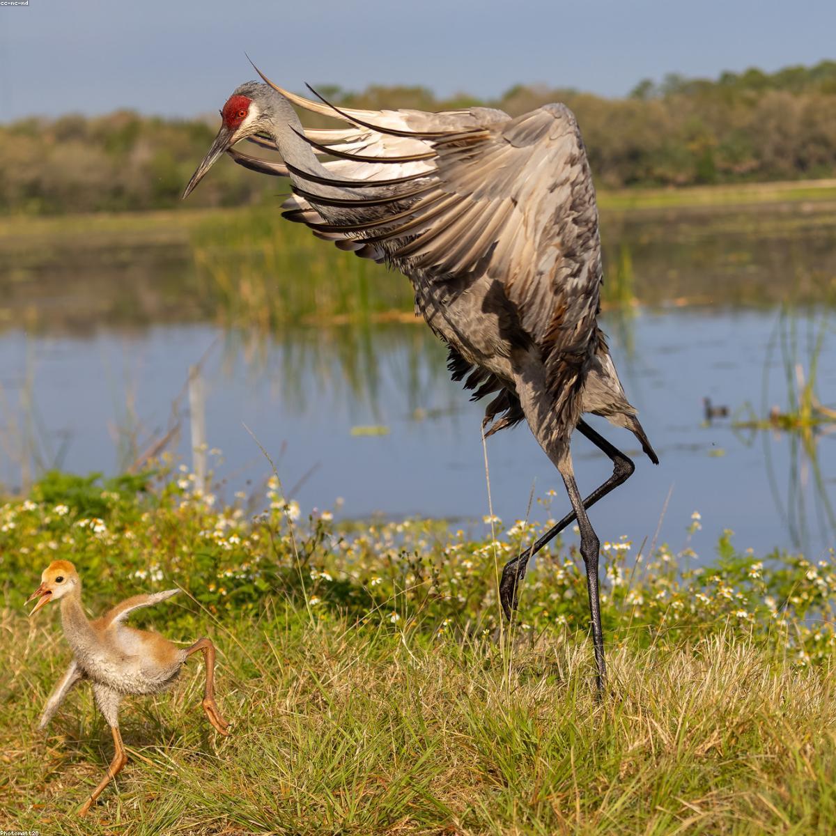 Tapete Atividades Selecao