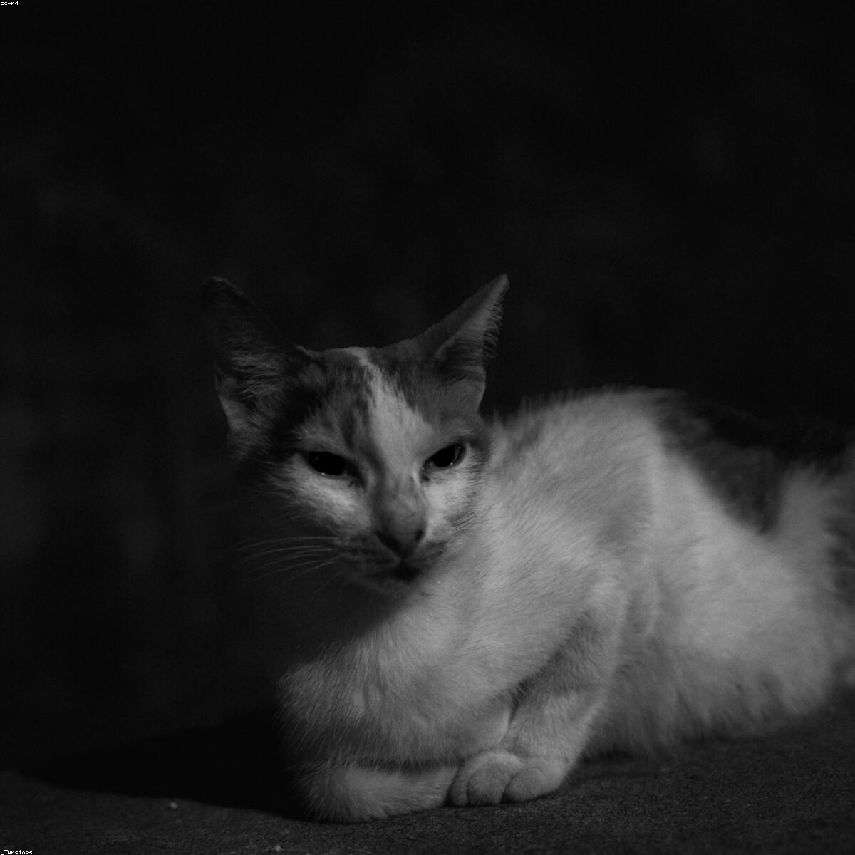 Babador Silicone Selecao