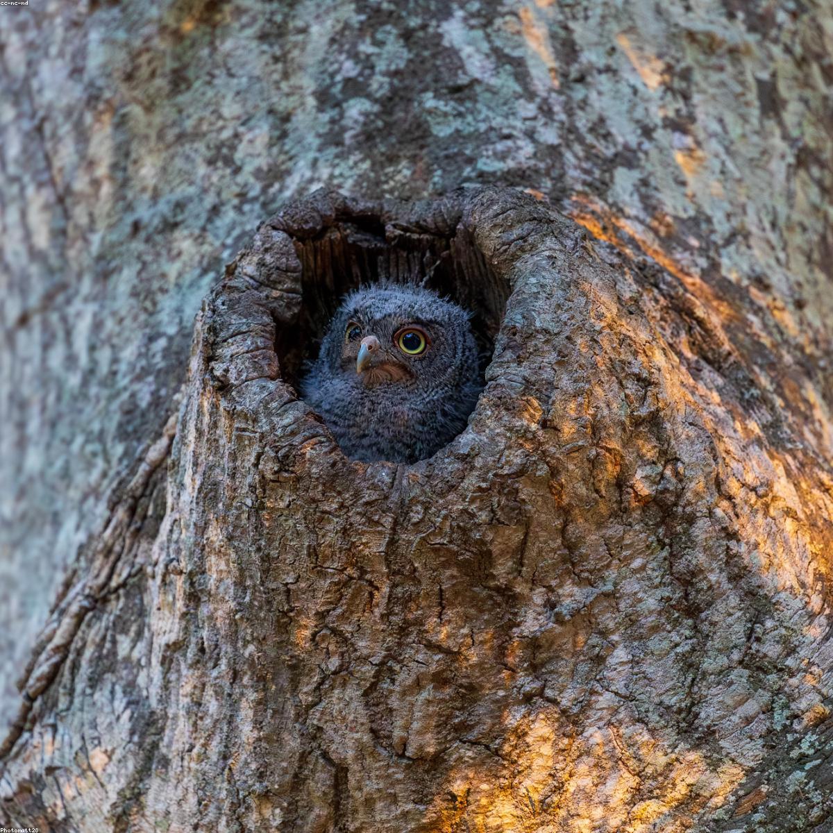 Kit Prato Infantil Selecao