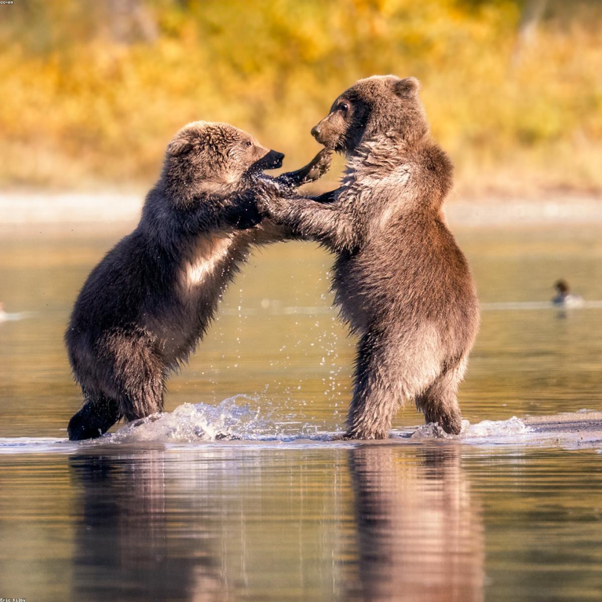 Carrinho de Bebe Signature