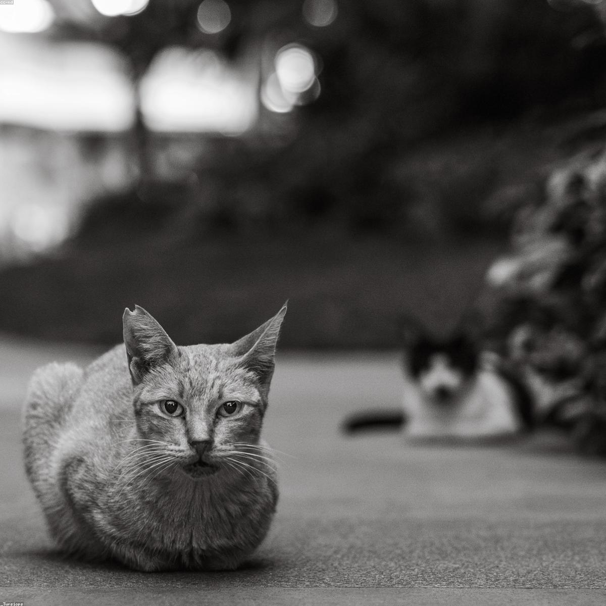 Banheira Dobravel Signature