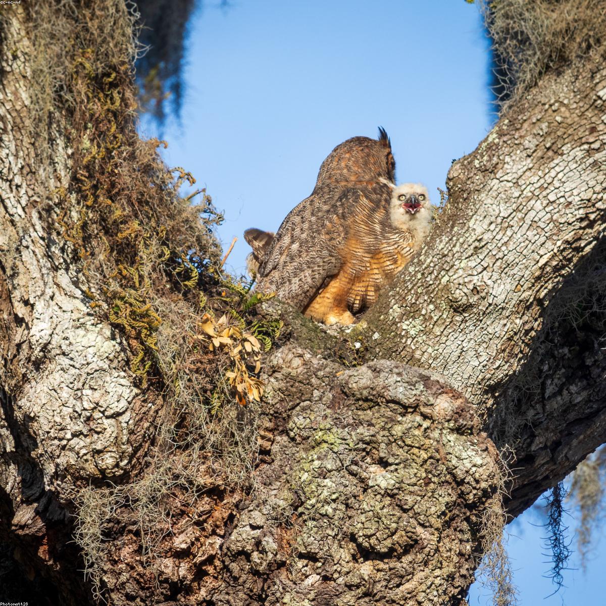 Fraldas Premium Signature