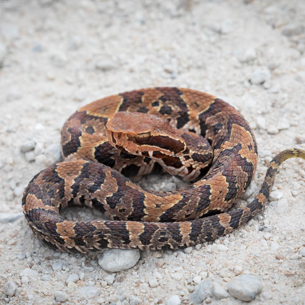 Mochila Infantil Signature