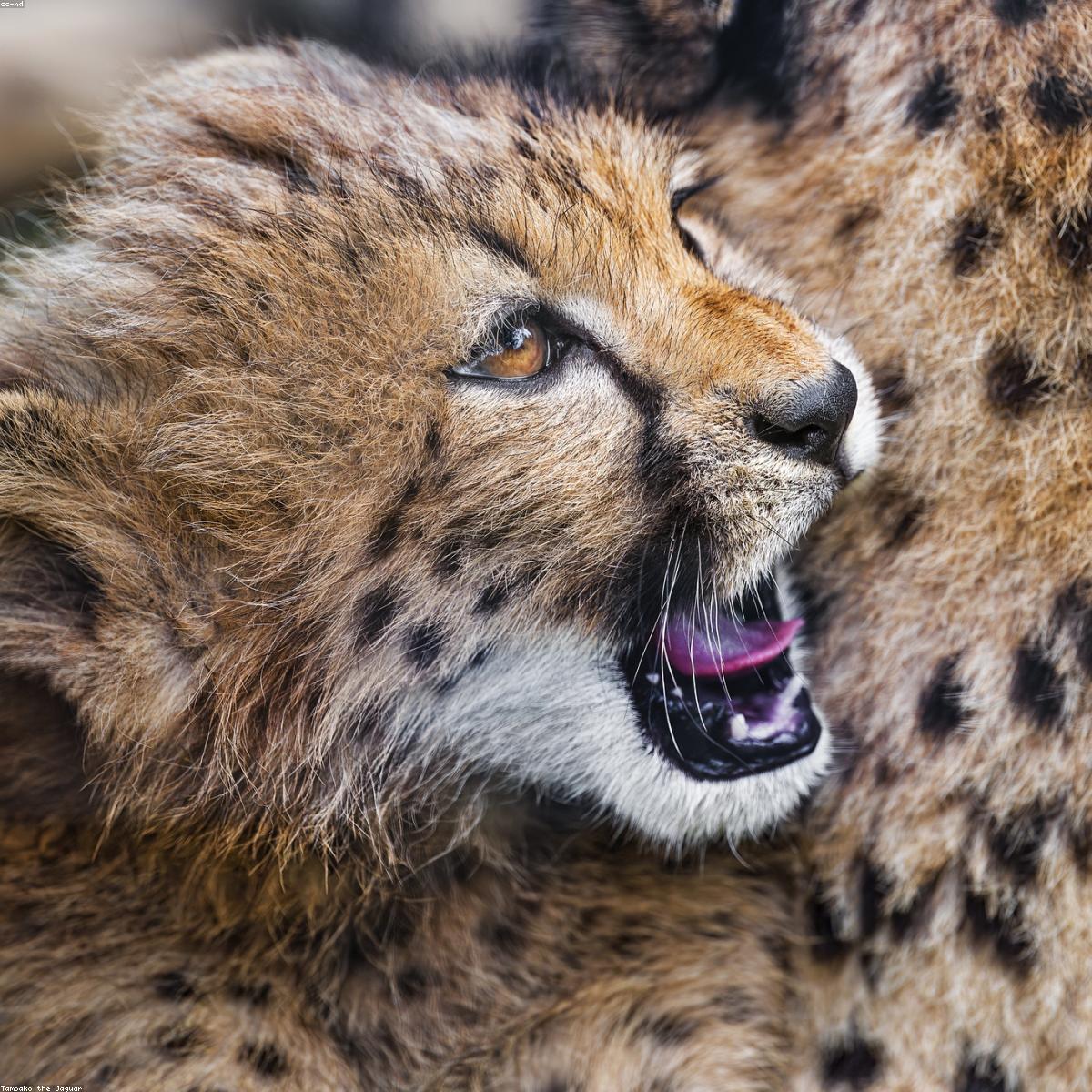 Berco Portatil Signature