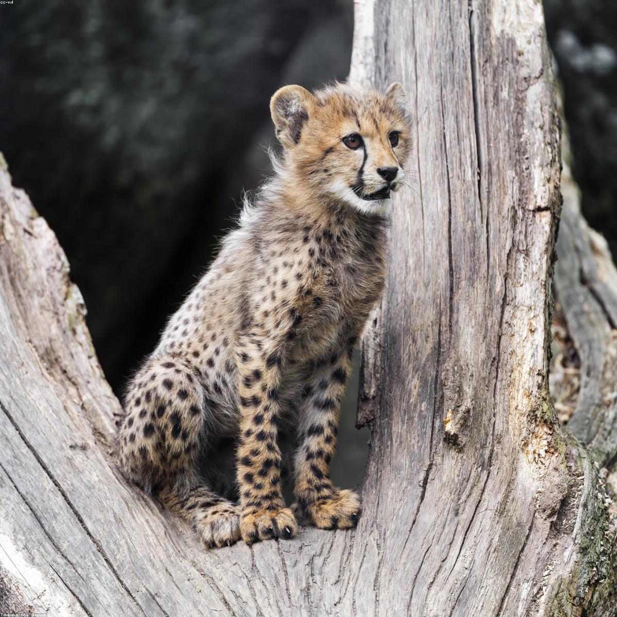 Almofada Amamentacao Signature