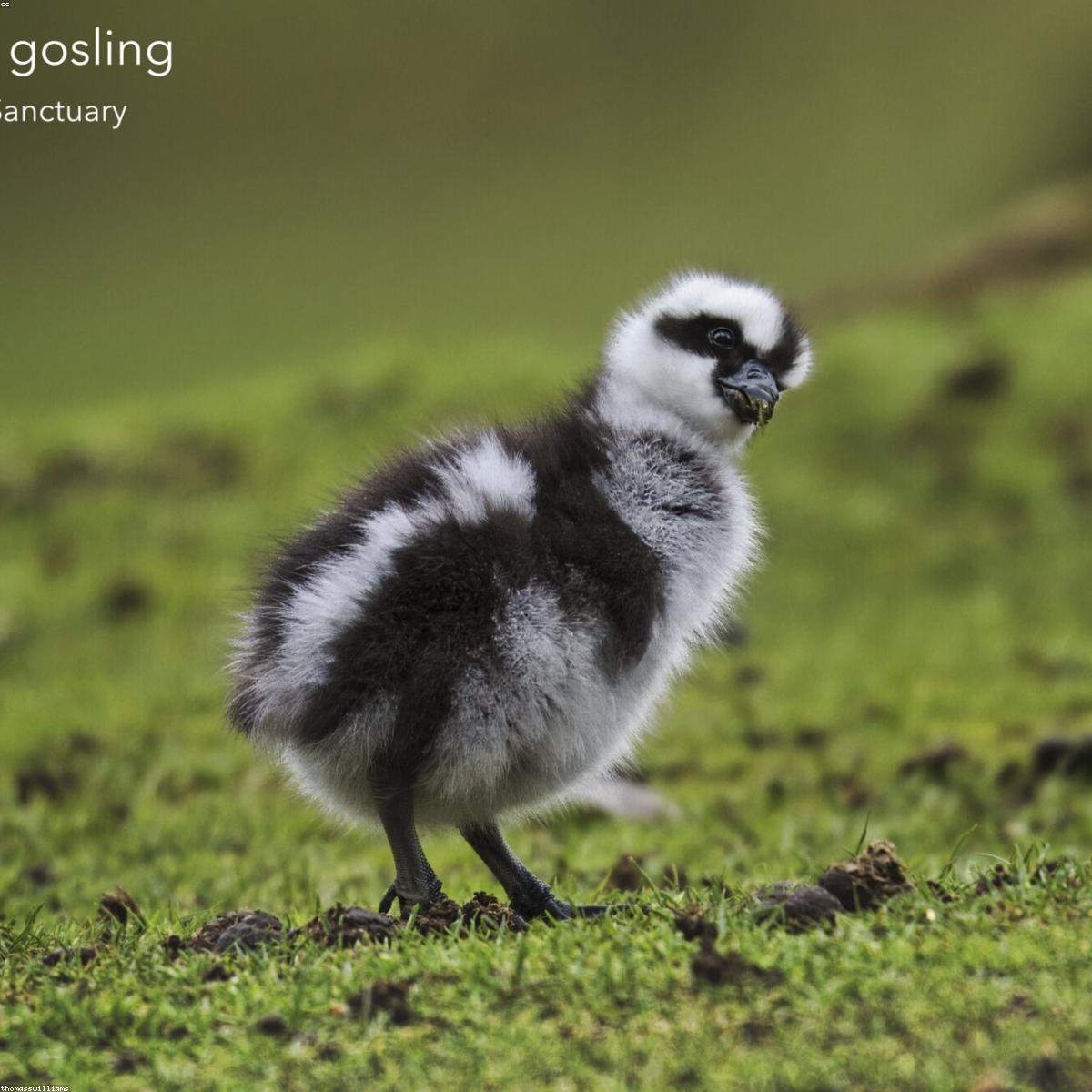 Banheira Dobravel Essenciais