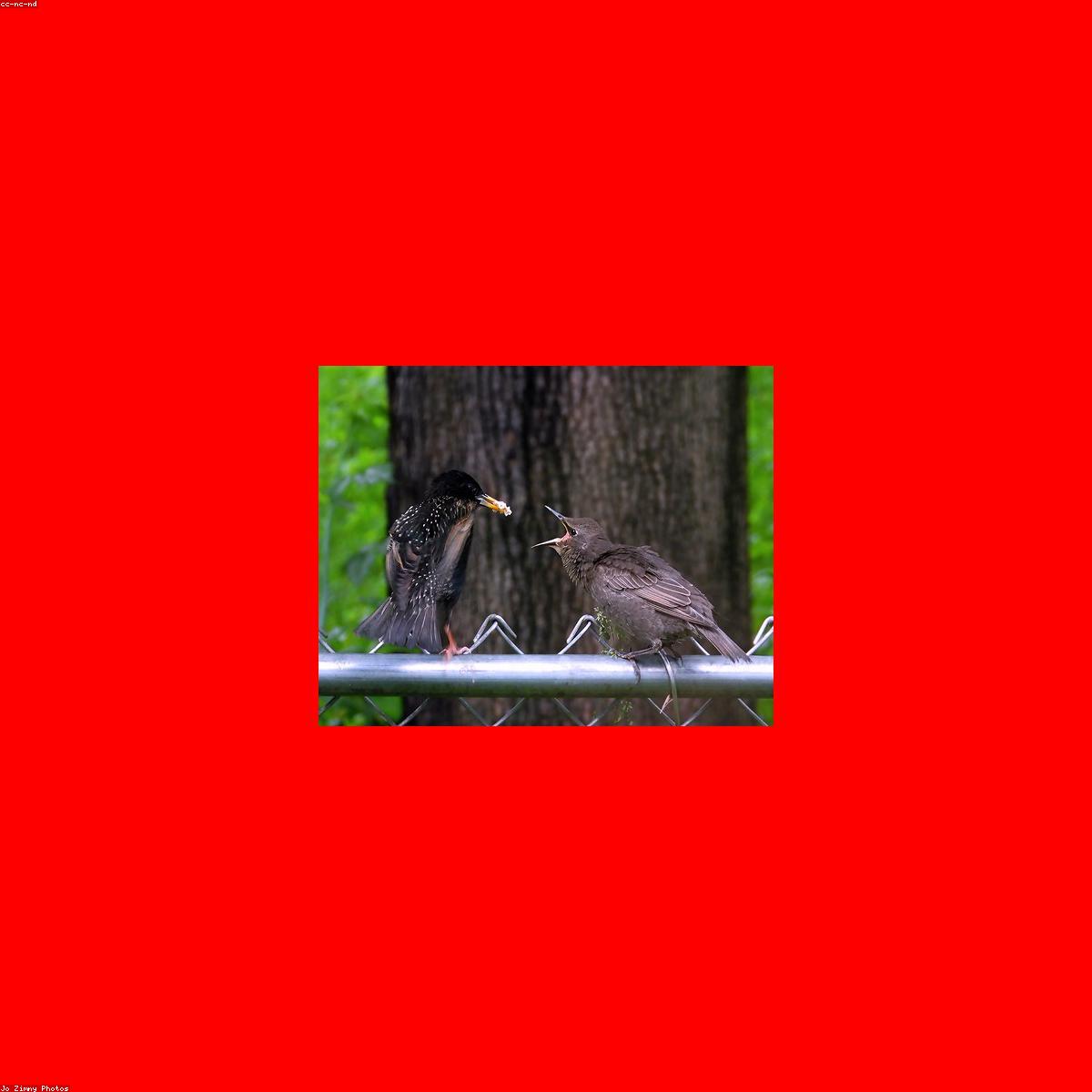 Fraldas Premium Essenciais