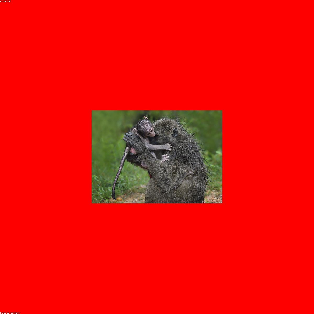 Body Bebe Essenciais